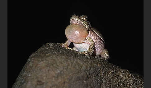 Tyrrhenischer Laubfrosch (Hyla sarda)