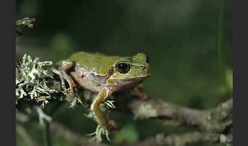 Tyrrhenischer Laubfrosch (Hyla sarda)