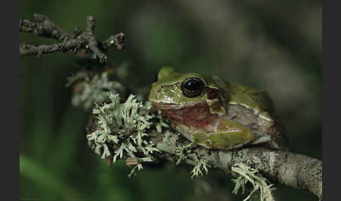 Tyrrhenischer Laubfrosch (Hyla sarda)