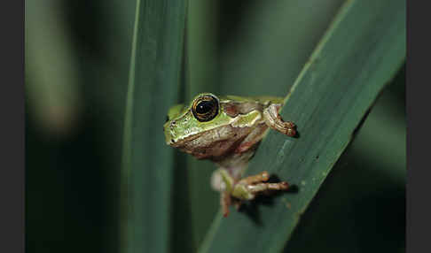 Tyrrhenischer Laubfrosch (Hyla sarda)