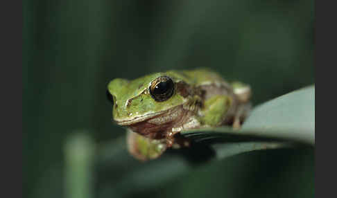 Tyrrhenischer Laubfrosch (Hyla sarda)