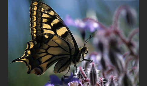 Schwalbenschwanz (Papilio machaon)