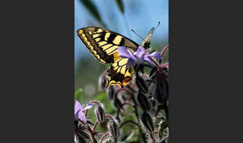 Schwalbenschwanz (Papilio machaon)