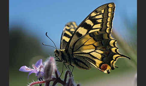 Schwalbenschwanz (Papilio machaon)