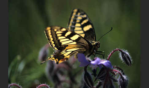 Schwalbenschwanz (Papilio machaon)