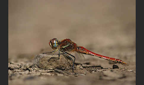 Frühe Heidelibelle (Sympetrum fonscolombei)