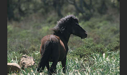 Hauspferd (Equus caballus)