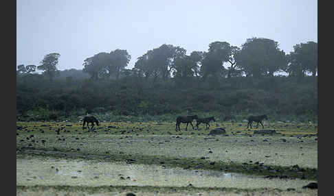 Hauspferd (Equus caballus)