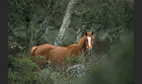 Hauspferd (Equus caballus)