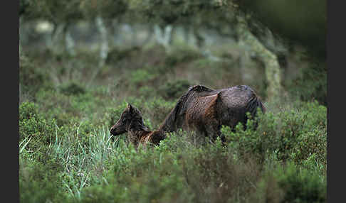 Hauspferd (Equus caballus)