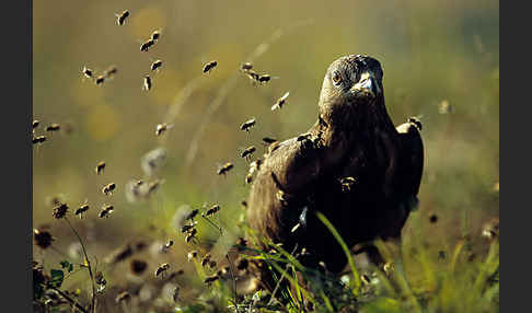 Wespenbussard (Pernis apivorus)