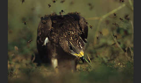 Wespenbussard (Pernis apivorus)