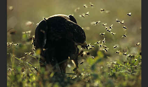 Wespenbussard (Pernis apivorus)