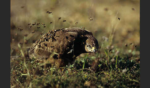 Wespenbussard (Pernis apivorus)