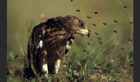 Wespenbussard (Pernis apivorus)