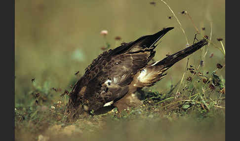 Wespenbussard (Pernis apivorus)