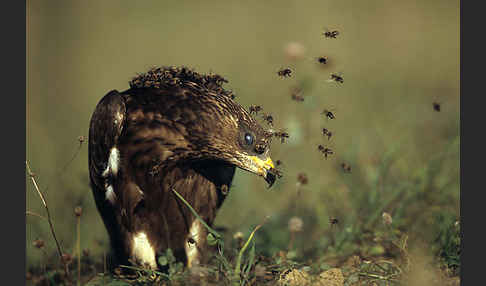 Wespenbussard (Pernis apivorus)