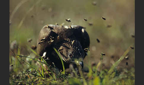 Wespenbussard (Pernis apivorus)