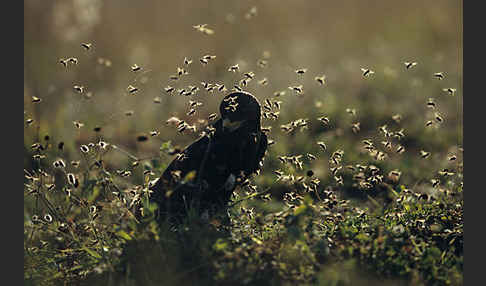 Wespenbussard (Pernis apivorus)