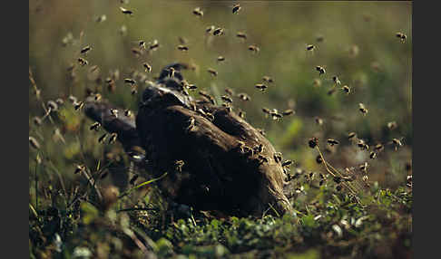 Wespenbussard (Pernis apivorus)