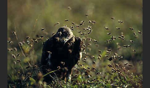 Wespenbussard (Pernis apivorus)