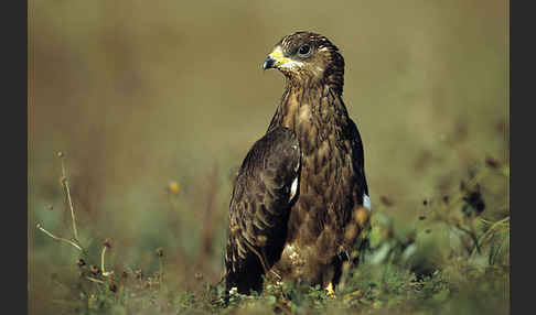 Wespenbussard (Pernis apivorus)