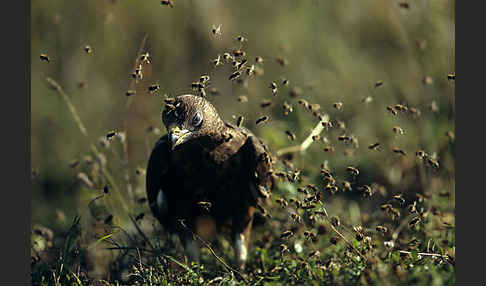 Wespenbussard (Pernis apivorus)