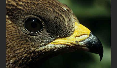 Wespenbussard (Pernis apivorus)