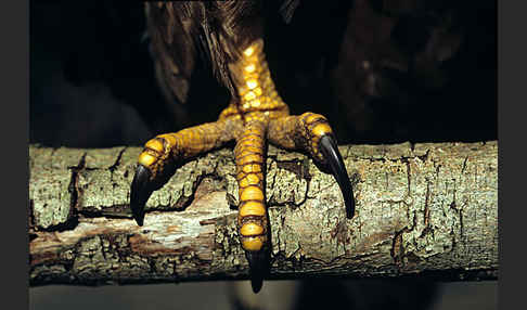 Wespenbussard (Pernis apivorus)