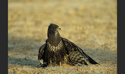 Mäusebussard (Buteo buteo)