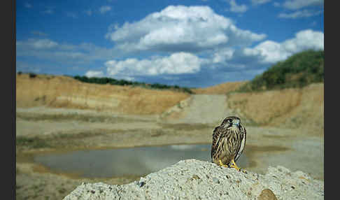 Turmfalke (Falco tinnunculus)