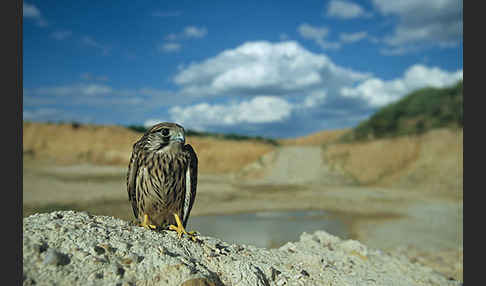 Turmfalke (Falco tinnunculus)