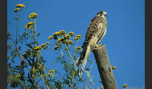 Turmfalke (Falco tinnunculus)