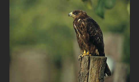 Wespenbussard (Pernis apivorus)