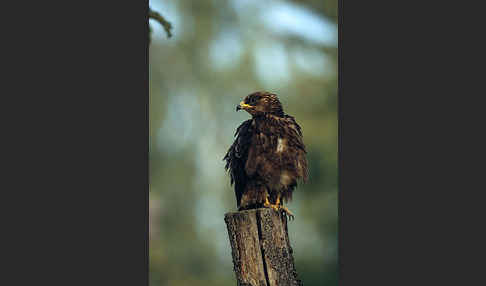 Wespenbussard (Pernis apivorus)