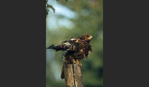 Wespenbussard (Pernis apivorus)