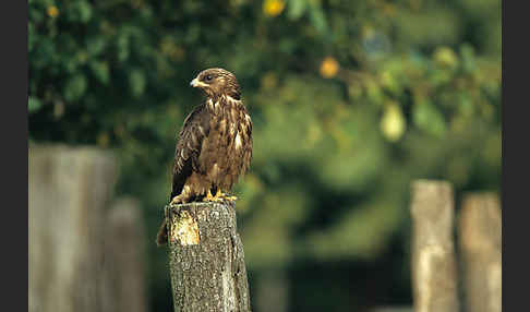 Wespenbussard (Pernis apivorus)