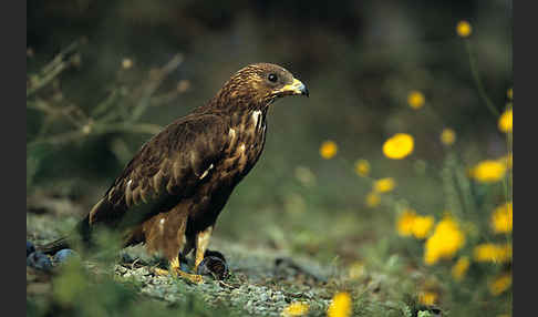 Wespenbussard (Pernis apivorus)