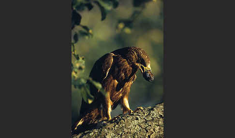 Wespenbussard (Pernis apivorus)