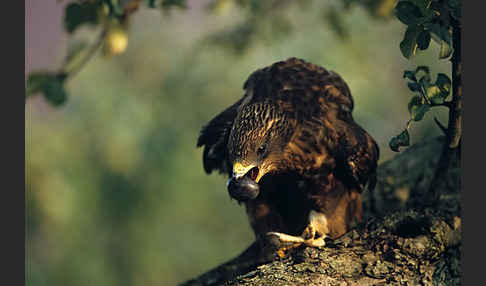 Wespenbussard (Pernis apivorus)