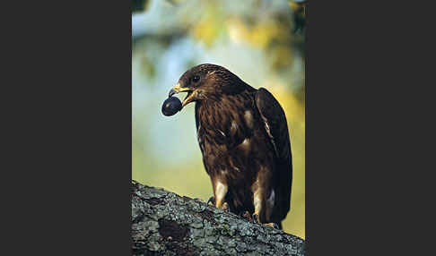 Wespenbussard (Pernis apivorus)