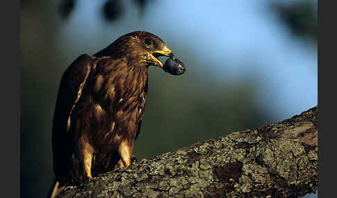 Wespenbussard (Pernis apivorus)