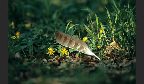 Habicht (Accipiter gentilis)