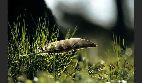 Habicht (Accipiter gentilis)