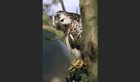 Mäusebussard (Buteo buteo)