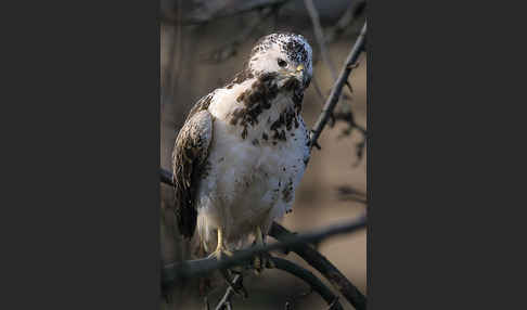 Mäusebussard (Buteo buteo)