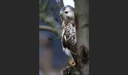 Mäusebussard (Buteo buteo)