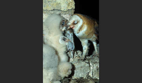 Schleiereule (Tyto alba)