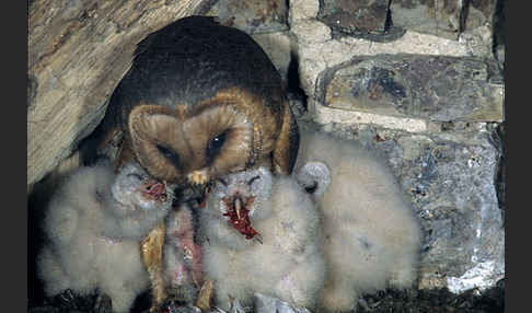 Schleiereule (Tyto alba)