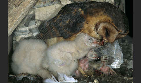 Schleiereule (Tyto alba)